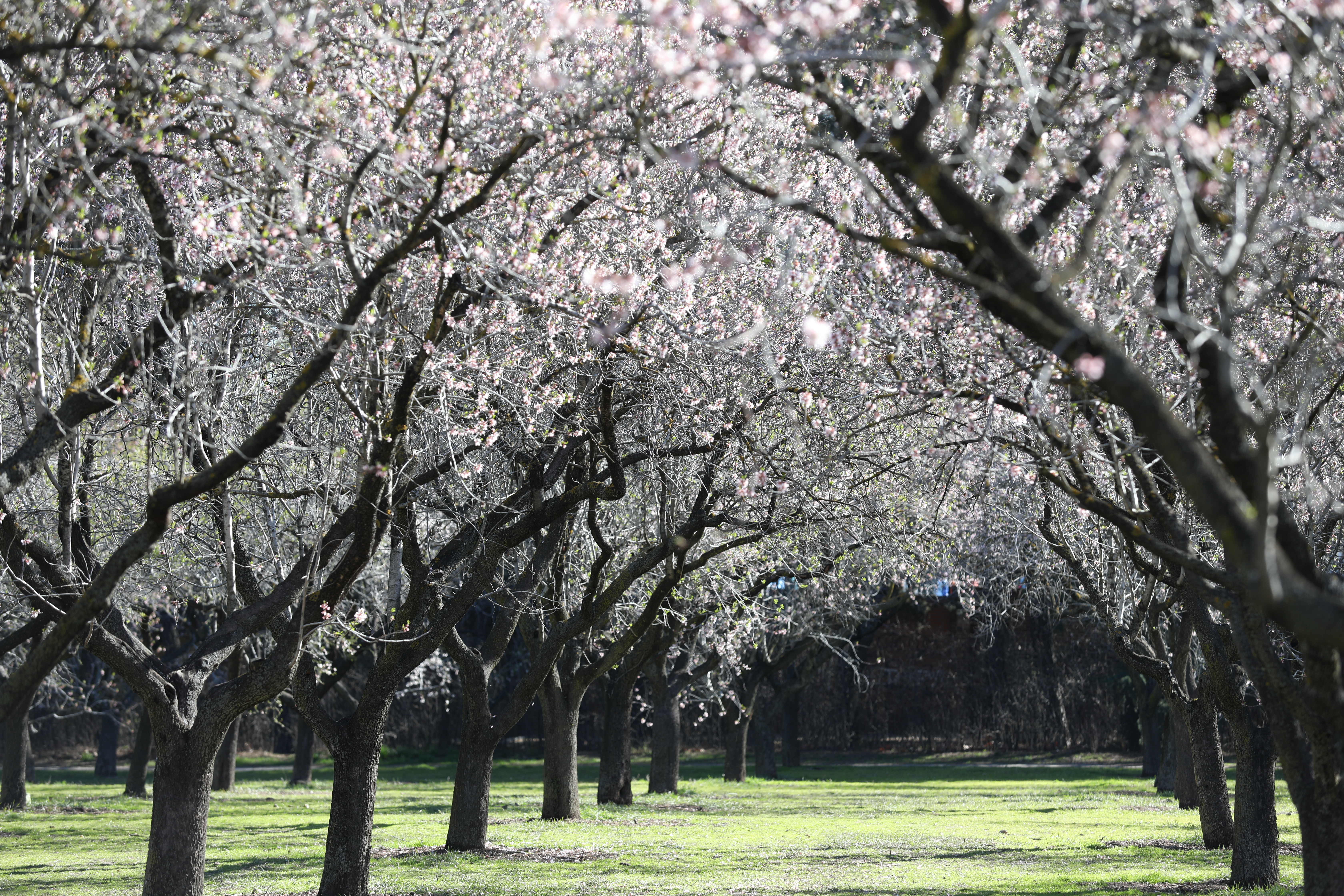 Almendros en flor. Quinta de los Molinos